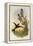 Bearded Mountaineer, Oreonympha Nobilis-John Gould-Framed Premier Image Canvas
