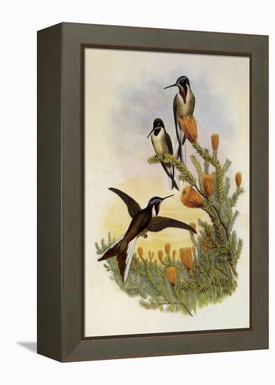 Bearded Mountaineer, Oreonympha Nobilis-John Gould-Framed Premier Image Canvas