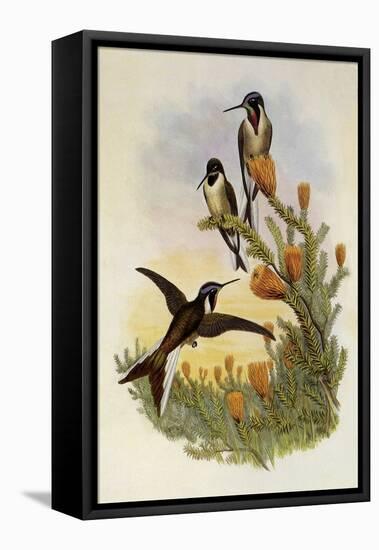 Bearded Mountaineer, Oreonympha Nobilis-John Gould-Framed Premier Image Canvas