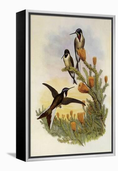 Bearded Mountaineer, Oreonympha Nobilis-John Gould-Framed Premier Image Canvas