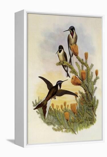 Bearded Mountaineer, Oreonympha Nobilis-John Gould-Framed Premier Image Canvas