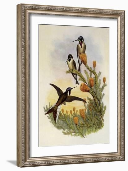 Bearded Mountaineer, Oreonympha Nobilis-John Gould-Framed Giclee Print