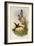 Bearded Mountaineer, Oreonympha Nobilis-John Gould-Framed Giclee Print