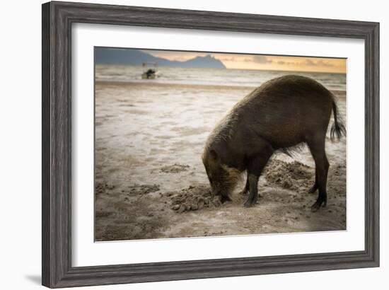 Bearded pig digging in sand, Sarawak, Borneo-Paul Williams-Framed Photographic Print