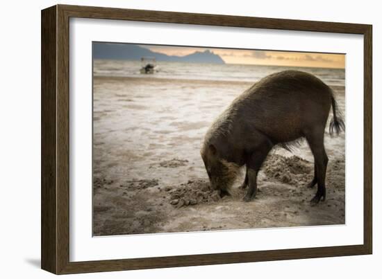 Bearded pig digging in sand, Sarawak, Borneo-Paul Williams-Framed Photographic Print