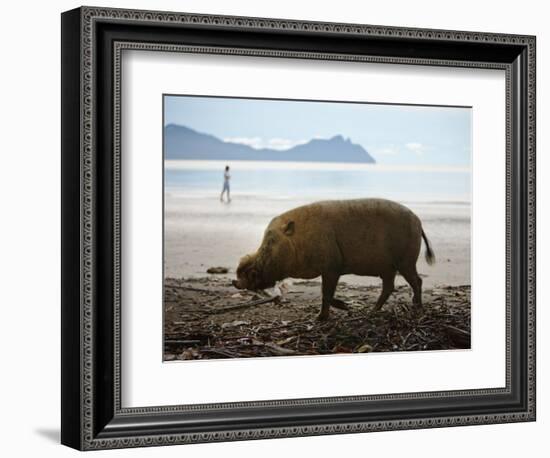 Bearded Pig Foraging on the Beach, Bako National Park, Sarawak, Borneo 2008-Tony Heald-Framed Photographic Print