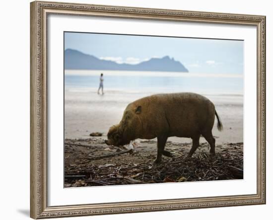 Bearded Pig Foraging on the Beach, Bako National Park, Sarawak, Borneo 2008-Tony Heald-Framed Photographic Print