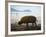 Bearded Pig Foraging on the Beach, Bako National Park, Sarawak, Borneo 2008-Tony Heald-Framed Photographic Print