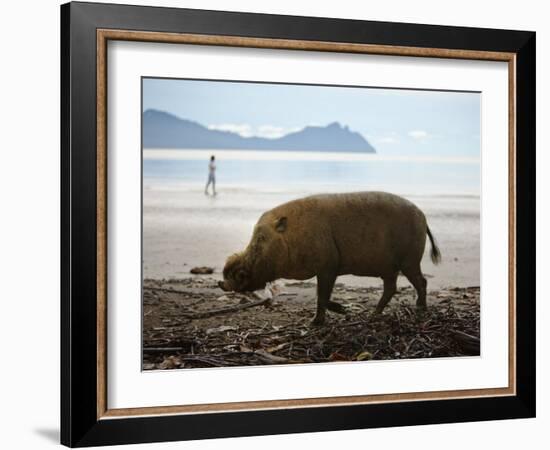 Bearded Pig Foraging on the Beach, Bako National Park, Sarawak, Borneo 2008-Tony Heald-Framed Photographic Print