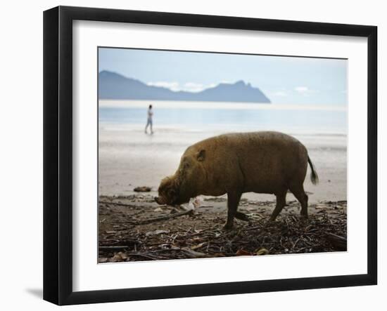 Bearded Pig Foraging on the Beach, Bako National Park, Sarawak, Borneo 2008-Tony Heald-Framed Photographic Print