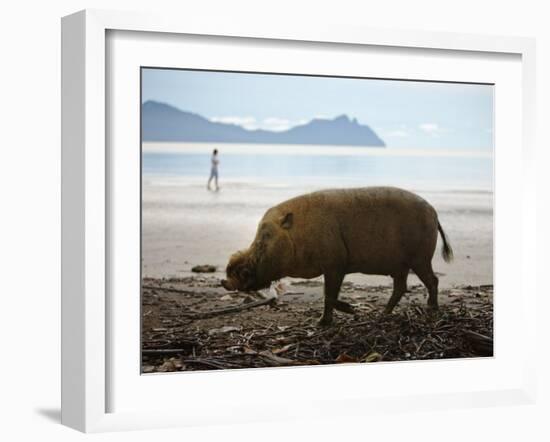 Bearded Pig Foraging on the Beach, Bako National Park, Sarawak, Borneo 2008-Tony Heald-Framed Photographic Print