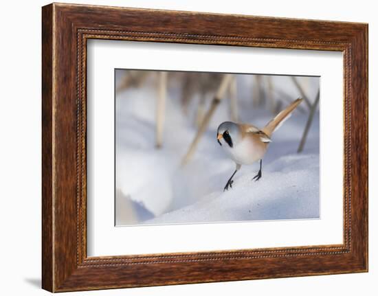 Bearded reedling / tit (Panurus biarmicus), male in snow, Finland, March-Jussi Murtosaari-Framed Photographic Print