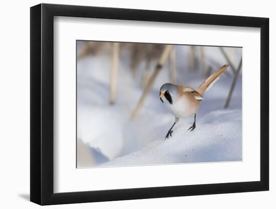 Bearded reedling / tit (Panurus biarmicus), male in snow, Finland, March-Jussi Murtosaari-Framed Photographic Print