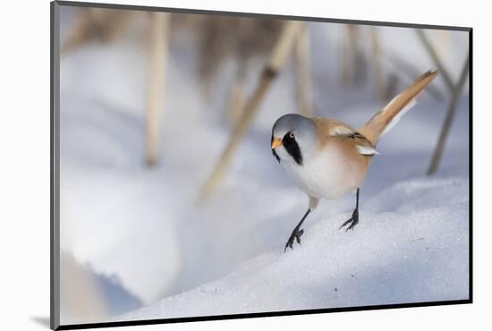 Bearded reedling / tit (Panurus biarmicus), male in snow, Finland, March-Jussi Murtosaari-Mounted Photographic Print