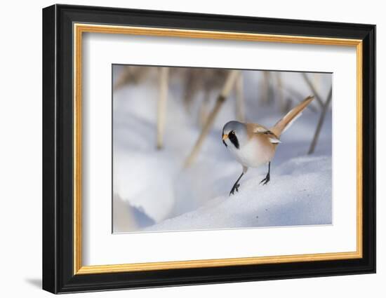 Bearded reedling / tit (Panurus biarmicus), male in snow, Finland, March-Jussi Murtosaari-Framed Photographic Print