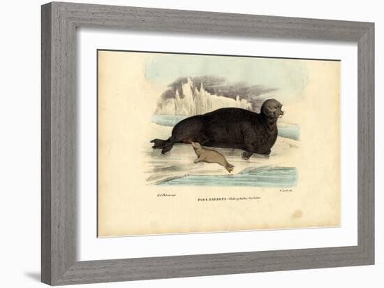 Bearded Seal, 1863-79-Raimundo Petraroja-Framed Giclee Print