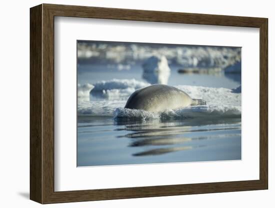 Bearded Seal Dives from Sea Ice in Hudson Bay, Nunavut, Canada-Paul Souders-Framed Photographic Print