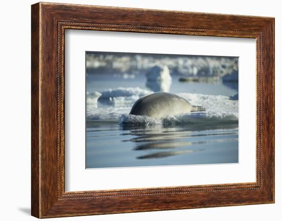 Bearded Seal Dives from Sea Ice in Hudson Bay, Nunavut, Canada-Paul Souders-Framed Photographic Print