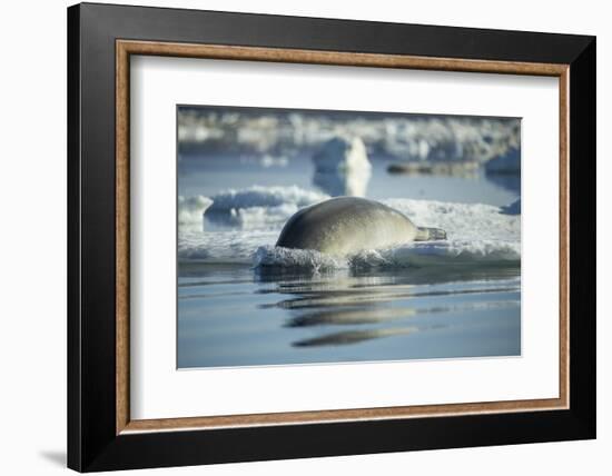 Bearded Seal Dives from Sea Ice in Hudson Bay, Nunavut, Canada-Paul Souders-Framed Photographic Print