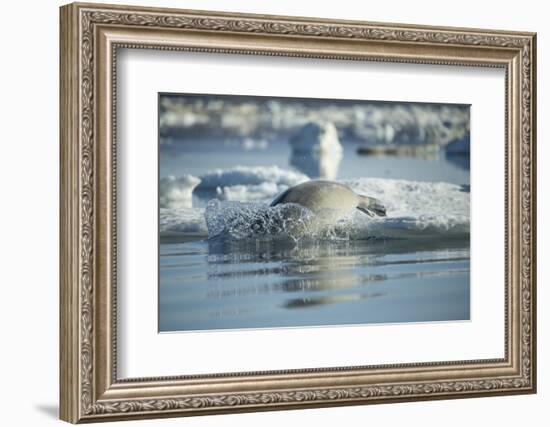 Bearded Seal Dives from Sea Ice in Hudson Bay, Nunavut, Canada-Paul Souders-Framed Photographic Print