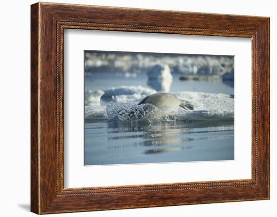 Bearded Seal Dives from Sea Ice in Hudson Bay, Nunavut, Canada-Paul Souders-Framed Photographic Print