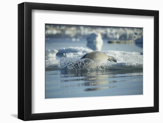 Bearded Seal Dives from Sea Ice in Hudson Bay, Nunavut, Canada-Paul Souders-Framed Photographic Print