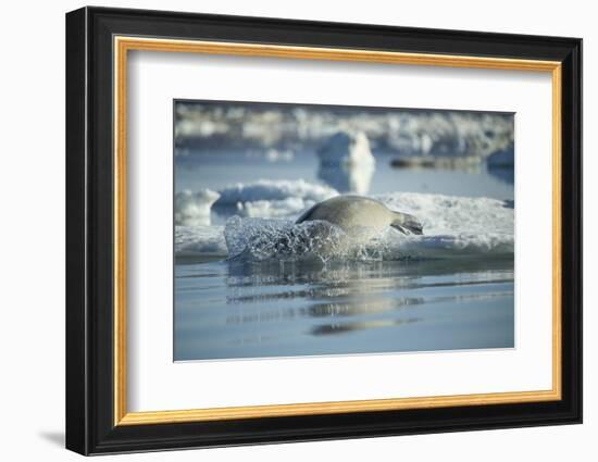 Bearded Seal Dives from Sea Ice in Hudson Bay, Nunavut, Canada-Paul Souders-Framed Photographic Print