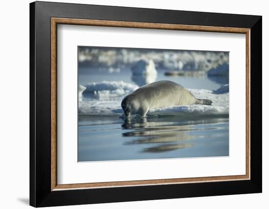 Bearded Seal Dives from Sea Ice in Hudson Bay, Nunavut, Canada-Paul Souders-Framed Photographic Print