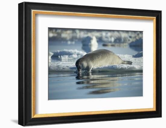 Bearded Seal Dives from Sea Ice in Hudson Bay, Nunavut, Canada-Paul Souders-Framed Photographic Print
