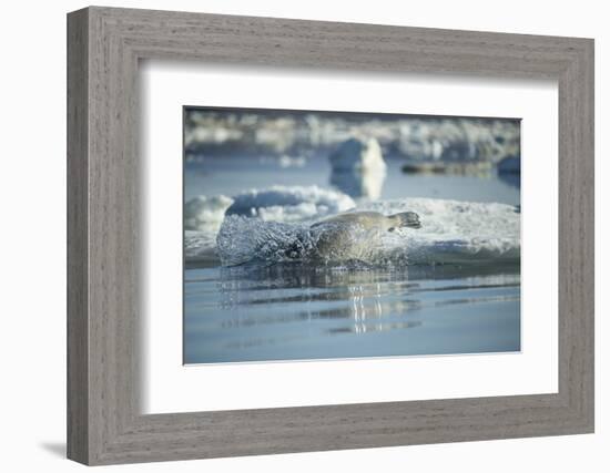 Bearded Seal Dives from Sea Ice in Hudson Bay, Nunavut, Canada-Paul Souders-Framed Photographic Print