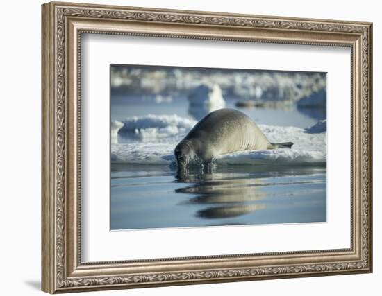 Bearded Seal Dives from Sea Ice in Hudson Bay, Nunavut, Canada-Paul Souders-Framed Photographic Print