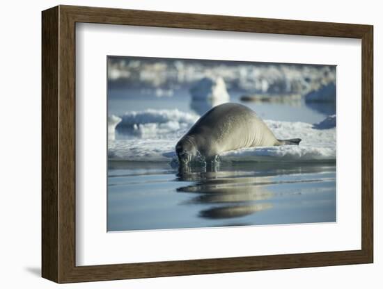 Bearded Seal Dives from Sea Ice in Hudson Bay, Nunavut, Canada-Paul Souders-Framed Photographic Print