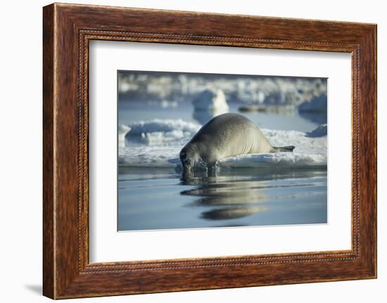 Bearded Seal Dives from Sea Ice in Hudson Bay, Nunavut, Canada-Paul Souders-Framed Photographic Print