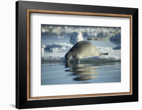 Bearded Seal Dives from Sea Ice in Hudson Bay, Nunavut, Canada-Paul Souders-Framed Photographic Print