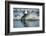 Bearded Seal Dives from Sea Ice in Hudson Bay, Nunavut, Canada-Paul Souders-Framed Photographic Print