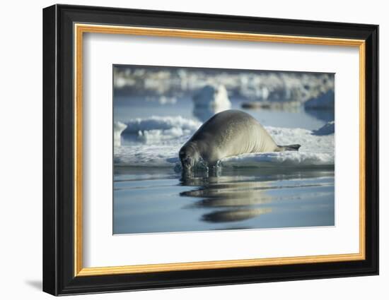 Bearded Seal Dives from Sea Ice in Hudson Bay, Nunavut, Canada-Paul Souders-Framed Photographic Print