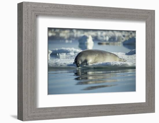 Bearded Seal Dives from Sea Ice in Hudson Bay, Nunavut, Canada-Paul Souders-Framed Photographic Print