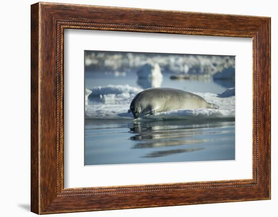 Bearded Seal Dives from Sea Ice in Hudson Bay, Nunavut, Canada-Paul Souders-Framed Photographic Print