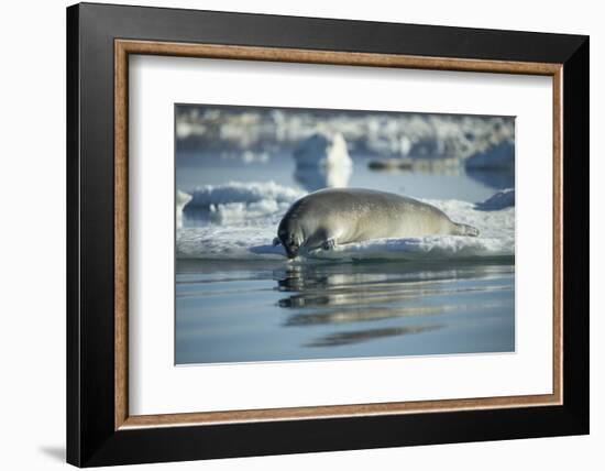 Bearded Seal Dives from Sea Ice in Hudson Bay, Nunavut, Canada-Paul Souders-Framed Photographic Print