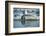 Bearded Seal Dives from Sea Ice in Hudson Bay, Nunavut, Canada-Paul Souders-Framed Photographic Print