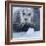 Bearded Seal (Erignathus Barbatus) Hauled Out On Ice, Spitsbergen, Svalbard, Norway, September-Staffan Widstrand-Framed Photographic Print