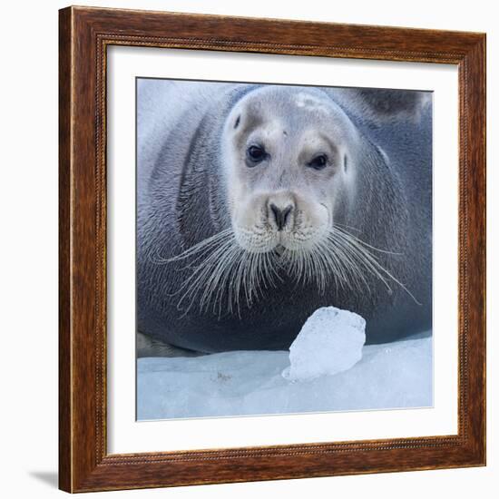Bearded Seal (Erignathus Barbatus) Hauled Out On Ice, Spitsbergen, Svalbard, Norway, September-Staffan Widstrand-Framed Photographic Print