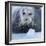 Bearded Seal (Erignathus Barbatus) Hauled Out On Ice, Spitsbergen, Svalbard, Norway, September-Staffan Widstrand-Framed Photographic Print