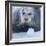 Bearded Seal (Erignathus Barbatus) Hauled Out On Ice, Spitsbergen, Svalbard, Norway, September-Staffan Widstrand-Framed Photographic Print