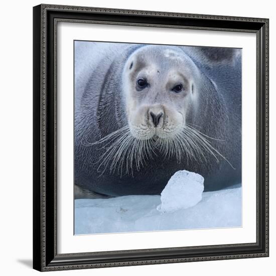 Bearded Seal (Erignathus Barbatus) Hauled Out On Ice, Spitsbergen, Svalbard, Norway, September-Staffan Widstrand-Framed Photographic Print