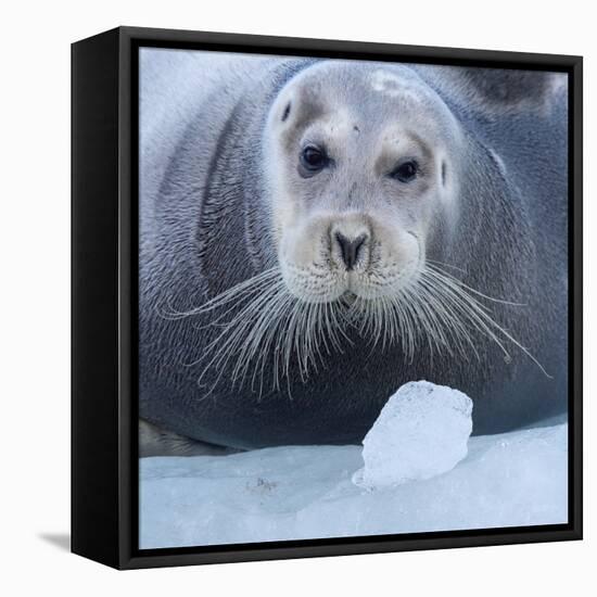 Bearded Seal (Erignathus Barbatus) Hauled Out On Ice, Spitsbergen, Svalbard, Norway, September-Staffan Widstrand-Framed Premier Image Canvas