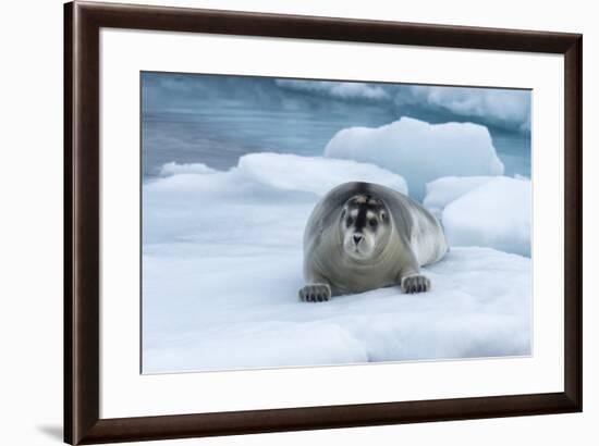 Bearded Seal (Erignathus barbatus) laying on pack ice, Spitsbergen Island, Svalbard Archipelago, Ar-G&M Therin-Weise-Framed Photographic Print