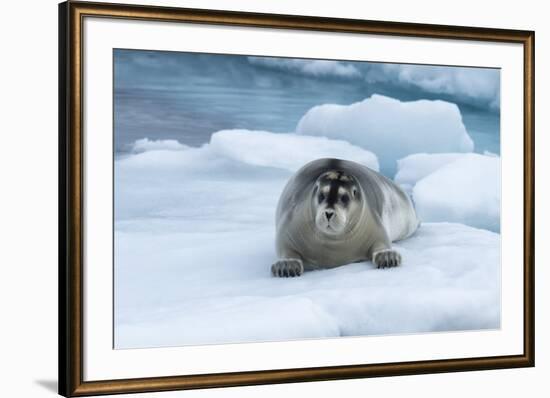 Bearded Seal (Erignathus barbatus) laying on pack ice, Spitsbergen Island, Svalbard Archipelago, Ar-G&M Therin-Weise-Framed Photographic Print