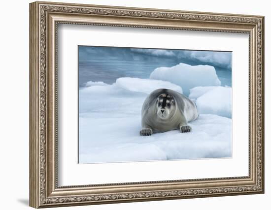 Bearded Seal (Erignathus barbatus) laying on pack ice, Spitsbergen Island, Svalbard Archipelago, Ar-G&M Therin-Weise-Framed Photographic Print