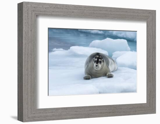 Bearded Seal (Erignathus barbatus) laying on pack ice, Spitsbergen Island, Svalbard Archipelago, Ar-G&M Therin-Weise-Framed Photographic Print